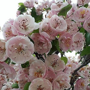 20 ENGLISH HAWTHORN TREE Edible Fruit Flower Mayflower Crataegus Laevigata Seeds