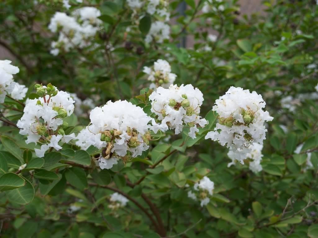 35 WHITE CREPE MYRTLE Lagerstroemia Indica Flowering Shrub Etsy Israel