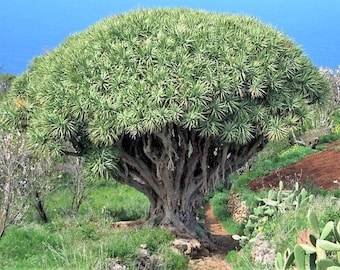 Chaparral Yucca (Hesperoyucca whipplei) – Silver-Blue Rosettes