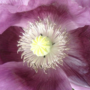 1000 LAVENDER POPPY Purple Papaver Somniferum Flower Seeds