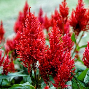 100 RED Forest Fire COCKSCOMB CELOSIA Plumosa Seeds