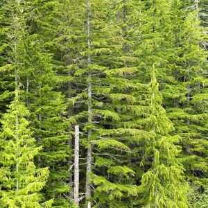 20 DOUGLAS FIR Tree Abies Pseudotsuga Menziesii Christmas Tree Blue Douglas Pine Spruce Native Evergreen Seeds image 6