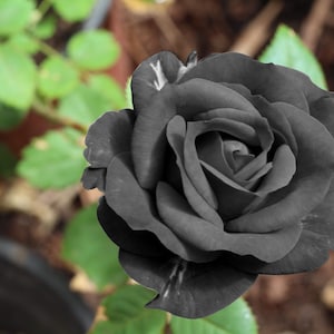 5 BLACK ROSE Rosa Bush Shrub Perennial Flower Seeds