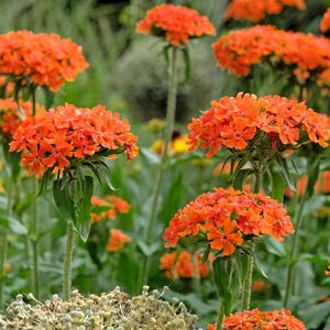 300 MALTESE CROSS (Jerusalem Cross / Campion) Lychnis Chalcedonica Flower Seeds