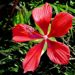 10 rote TEXAS STAR HIBISCUS Coccineus Scarlet Rosemallow Blumensamen *Flat Shipping