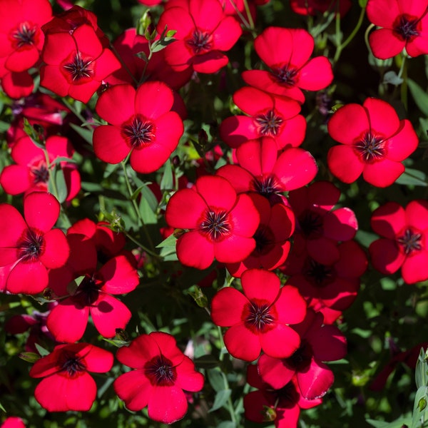 500 Red SCARLET FLAX Linum Grandiflorum Rubrum Flower Seeds