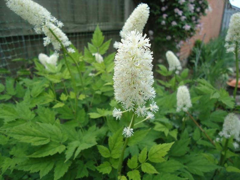 10 DOLL'S EYES Flower White Baneberry Cohosh Actaea Etsy