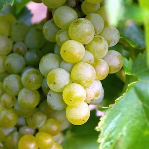 50 GREEN Dessert / Table GRAPE Vitis Vinifera Fruit Vine Seeds image 10