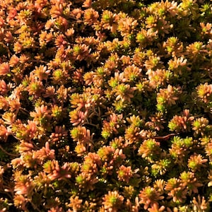 25 Spanish STONECROP / SEDUM HISPANICUM Groundcover Flower Seeds *Flat Shipping