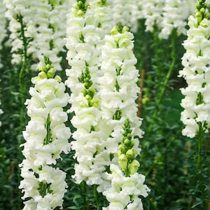 250 WHITE SNOWFLAKE SNAPDRAGON Antirrhinum Majus Flower Seeds *Flat Shipping