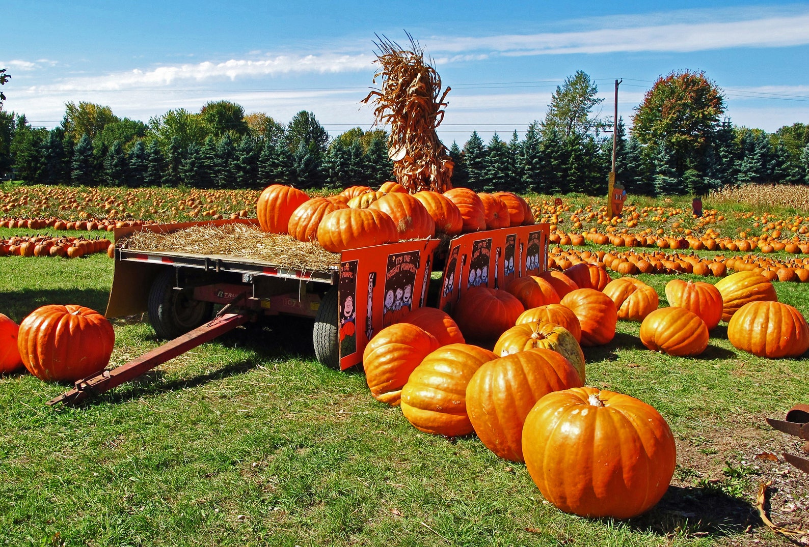 50 CONNECTICUT FIELD PUMPKIN BigTom Orange Yankee Cucurbita Etsy