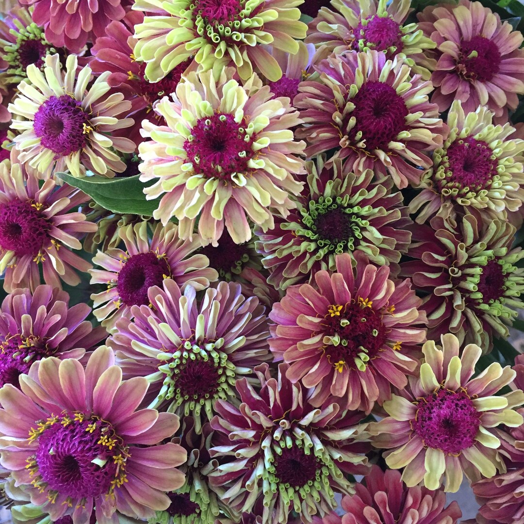 20 Organic QUEENY LIME Mix ZINNIA Elegans Mixed Colors Red Orange ...