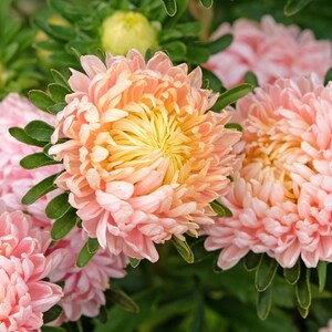 30 Duchess APRICOT PAEONY ASTER French Peony Callistephus Double Flower Seeds *Flat Shipping