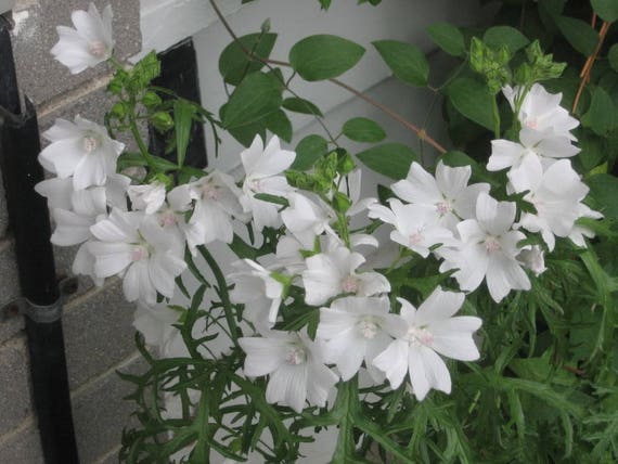 200 White GLADE MALLOW Napaea Flower Seeds *Comb S//H