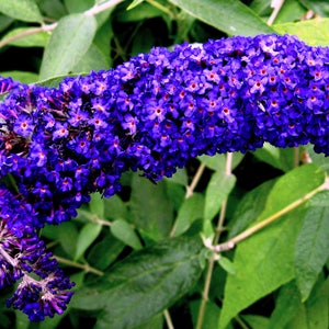 50 Dark PURPLE BUTTERFLY BUSH Buddleia Davidii Hummingbird Shrub Fragrant Flower Seeds