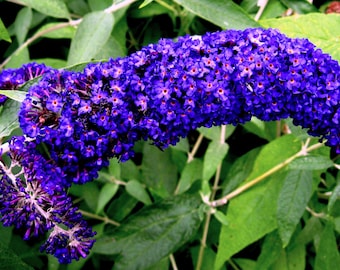 50 Dark PURPLE BUTTERFLY BUSH Buddleia Davidii Hummingbird Shrub Fragrant Flower Seeds