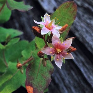 50 graines Hypericum inodorum 50 graines Hypericum inodorum