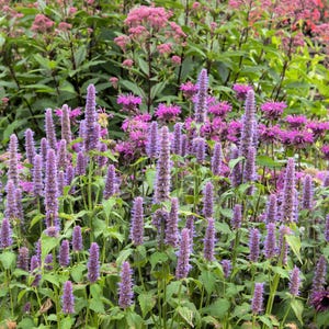 500 PURPLE ANISE HYSSOP (Licorice Mint / Blue Giant) Agastache Foeniculum Herb Flower Seeds
