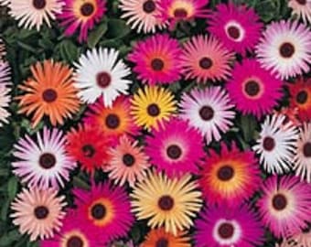 200 MIXED Colors ICE PLANT ( Mesembryanthemum Daisy / Livingstone Daisy ) Dorotheanthus Bellidiformis Flower Seeds