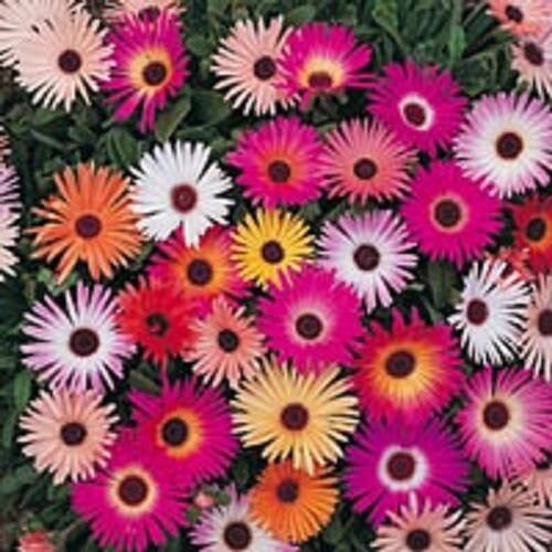 Mesembryanthemum Harlequin 200 Seeds Flowers Spectacular Mesembryanthemum Harlequin 200 Seeds Flowers Spectacular