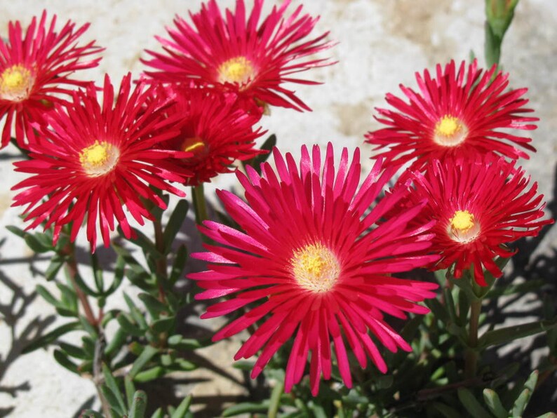 100 Gelato Bright RED ICE PLANT Mesembryanthemum Daisy Etsy