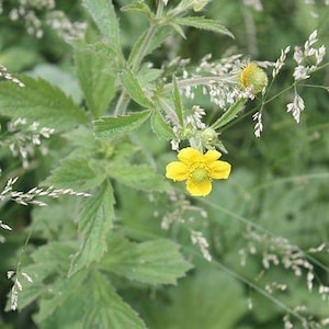 100 YELLOW AVENS Geum Aleppicum Moist Wetland Flower Seeds