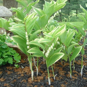 Solomon's Seal | Polygonatum Multiflorum | | Shop
