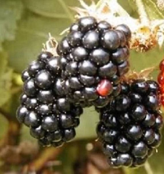 100 BLACKBERRY Fruit Bush Rubus Seeds Etsy