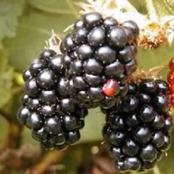 100 Brombeere Fruchtstrauch Rubus Allegheniensis Samen