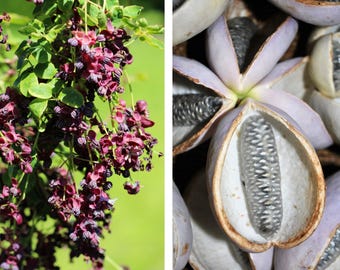 15 CHOCOLATE VINE Edible Fruit Akebia Trifoliata Flower Ornamental Climber Seeds