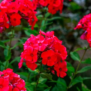 800 RED DRUMMOND PHLOX (Texas Pride) Phlox Drummondii Flower Seeds