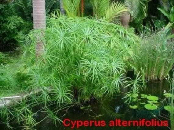 Cyperus alternifolius Humidifier Cat Grass Zyper Cyprus grass cuttings 3x 