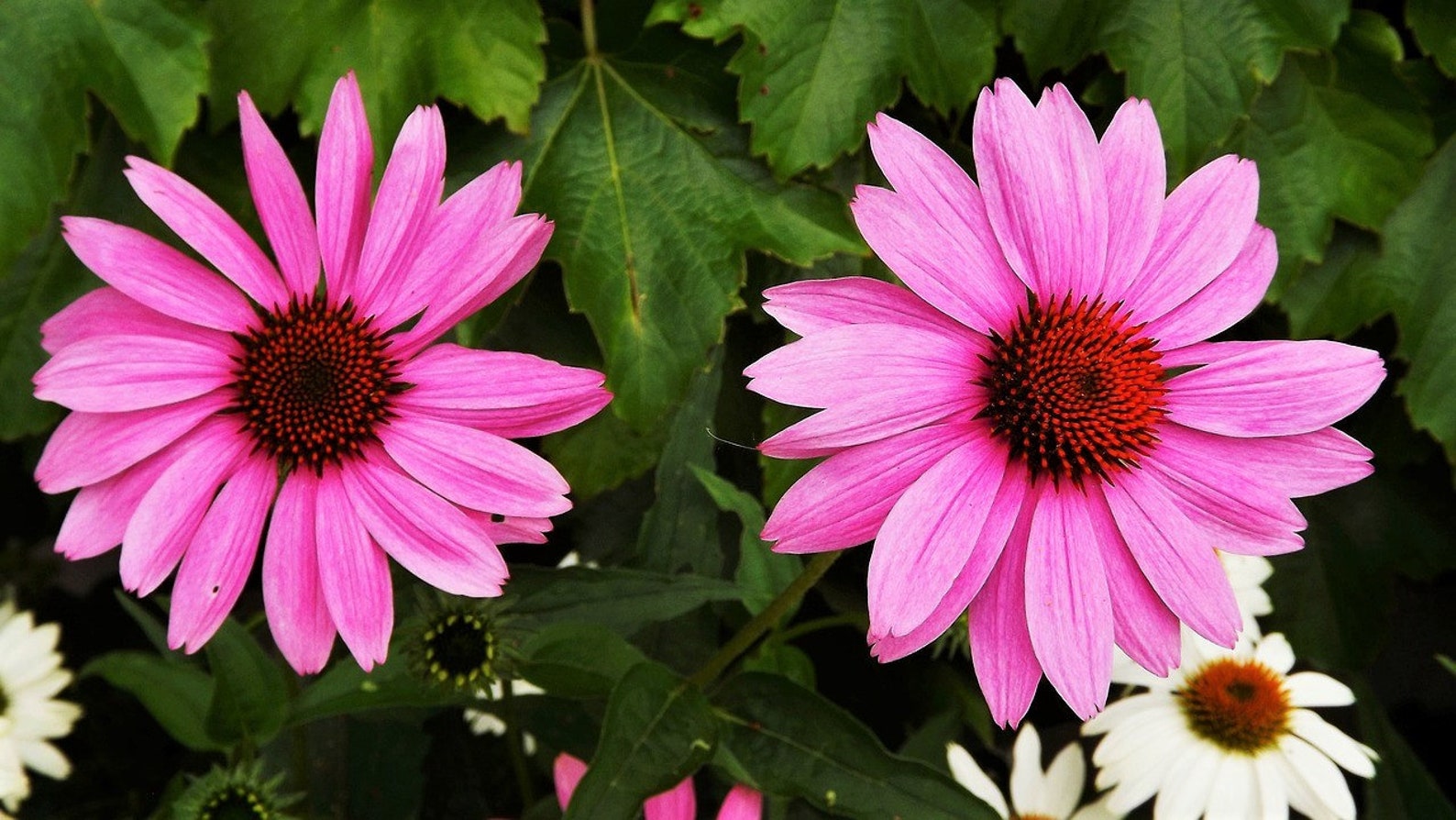 25 BRIGHT STAR CONEFLOWER Echinacea Purpurea Lavender Bright | Etsy