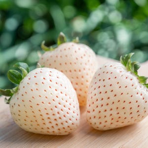 100 WHITE SOUL STRAWBERRY Fragaria Vesca Fruit Flower Berry Seeds