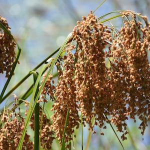 1000 WOOLGRASS Scirpus Cyperinus Wool Grass Teddybear Paws Woolsedge Cottongrass Bulrush Ornamental Wetland Grass Seeds
