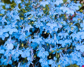 200 SKY BLUE LOBELIA Regatta Lobelia Erinus Flower Seeds