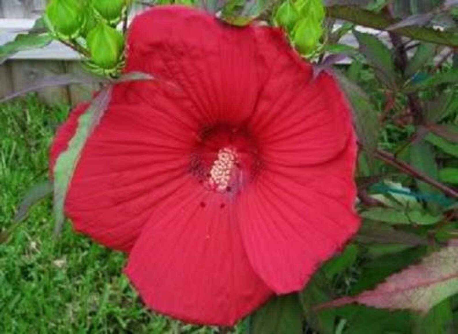 Luna Red
