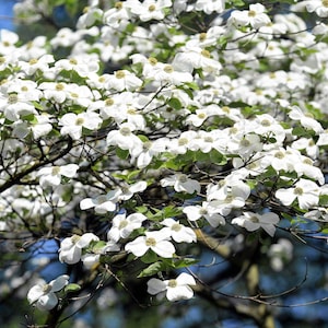 10 American WHITE FLOWERING DOGWOOD Small Tree Cornus Florida Seeds
