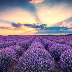 500 True ENGLISH LAVENDER VERA Lavandula Angustifolia Vera Herb Purple Flower Seeds