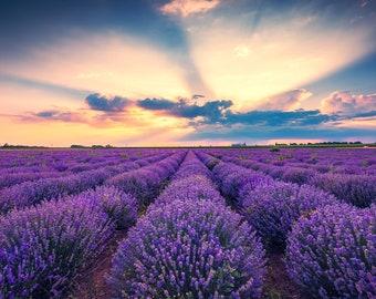 500 True ENGLISH LAVENDER VERA Lavandula Angustifolia Vera Herb Purple Flower Seeds