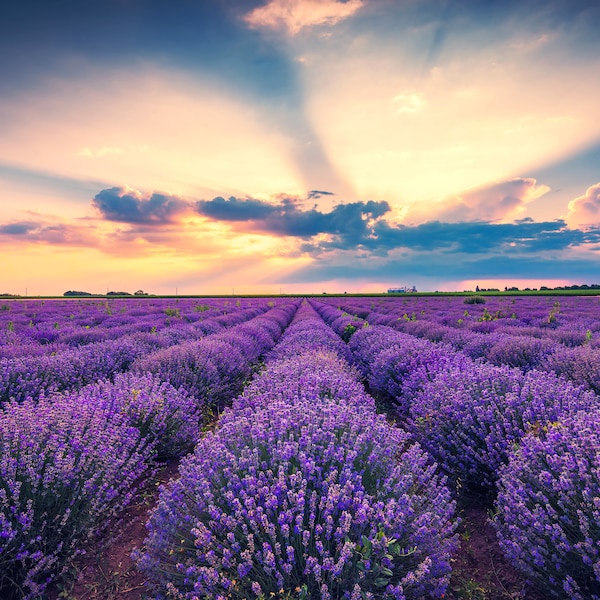 500 Echte ENGLISCHE LAVENDEL VERA Lavandula Angustifolia Vera Kraut Lila Blumensamen