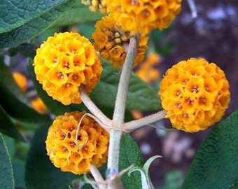 10 ORANGE BALL TREE / Golden Butterfly Bush Buddleja Globosa Shrub Flower Seeds