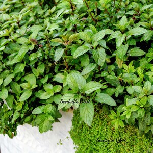 thumbnail image 2 of Fairy Garden True Corsican Mint Herb Mentha Requienii - 50 Seeds 2 of 11
