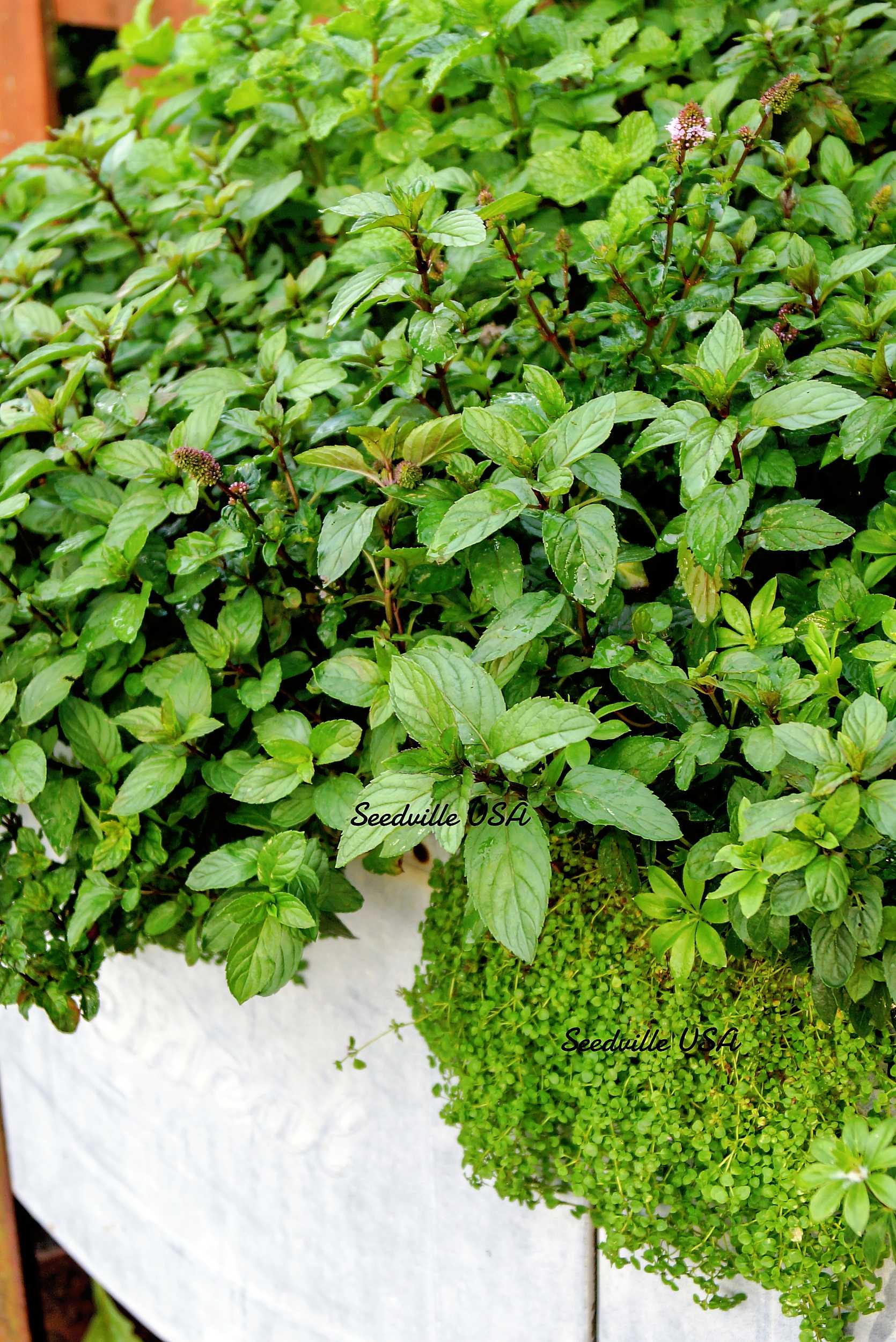 thumbnail image 2 of Fairy Garden True Corsican Mint Herb Mentha Requienii - 50 Seeds 2 of 11
