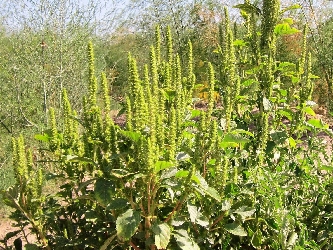 200 GREEN THUMB AMARANTHUS Hypochondriacus Flower Seeds Etsy
