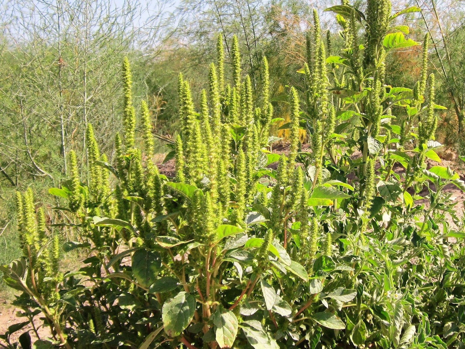 200 GREEN THUMB AMARANTHUS Hypochondriacus Flower Seeds Etsy