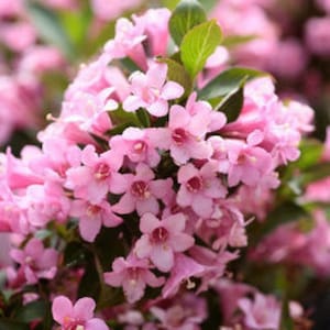 50 ALTMODISCH WEIGELA Florida Strauch Blumensamen *Kamm S/H