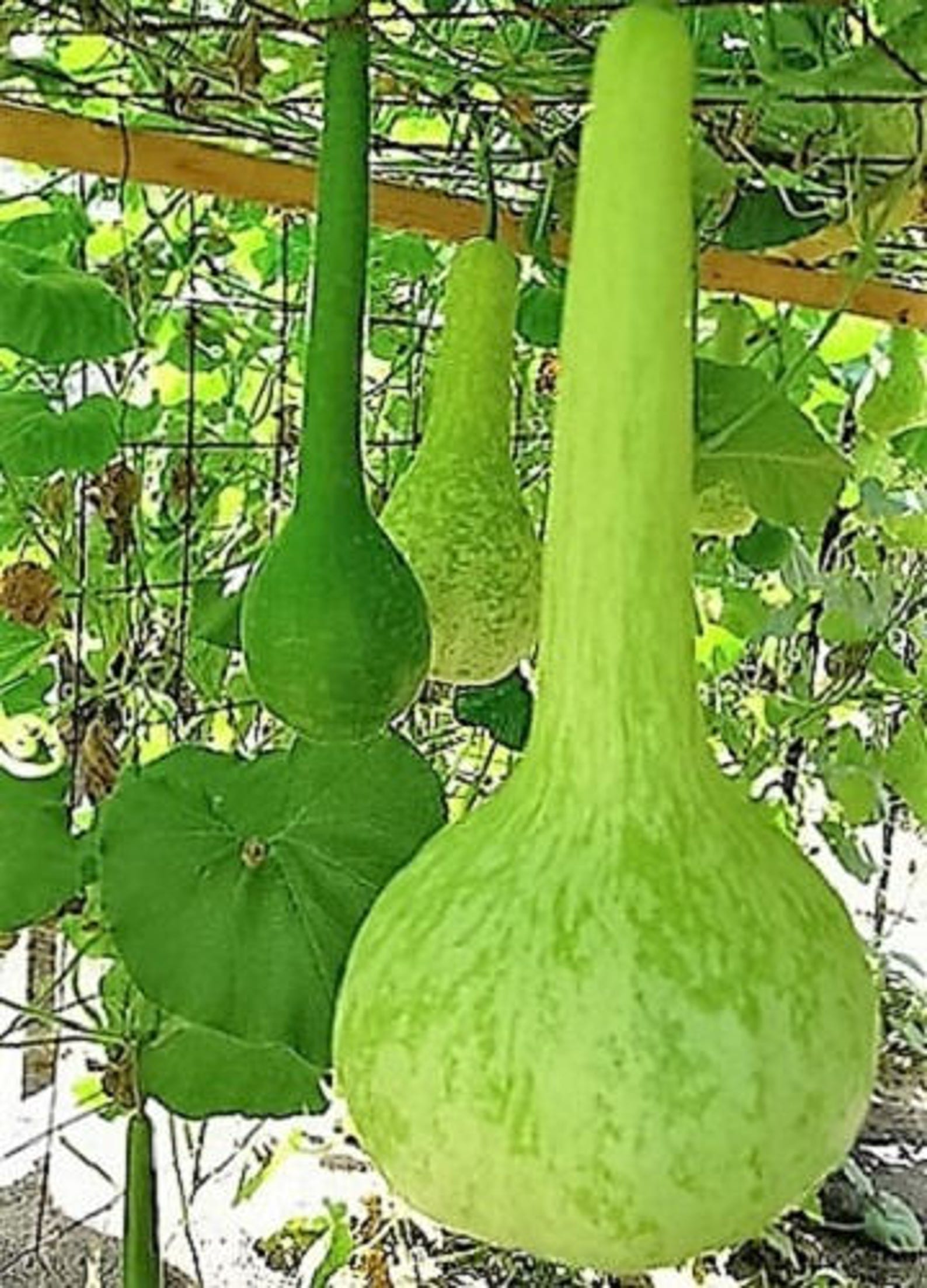 30 DIPPER GOURD Siphon Gourd Green Lagenaria Siceraria Etsy