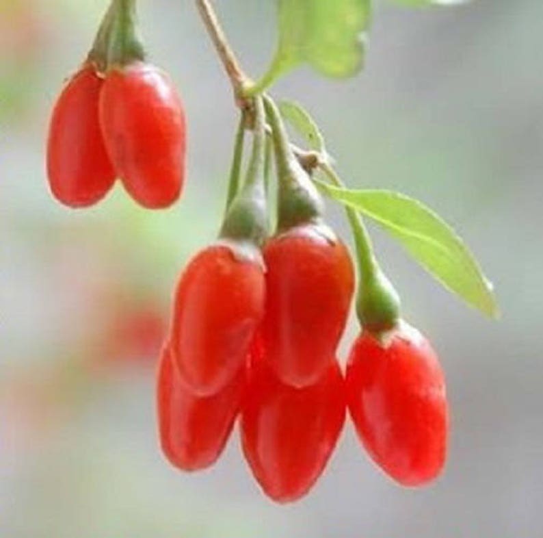 100 HIMALAYAN Tibetan GOJI BERRY Fruit Wolfberry Bush Lycium Barbabarum Seeds image 4