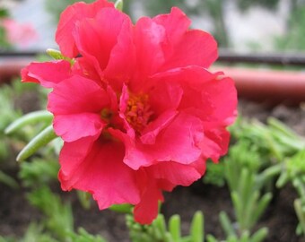 100 Red Portulaca Grandiflora Moss Rose Succulent Flower Etsy
